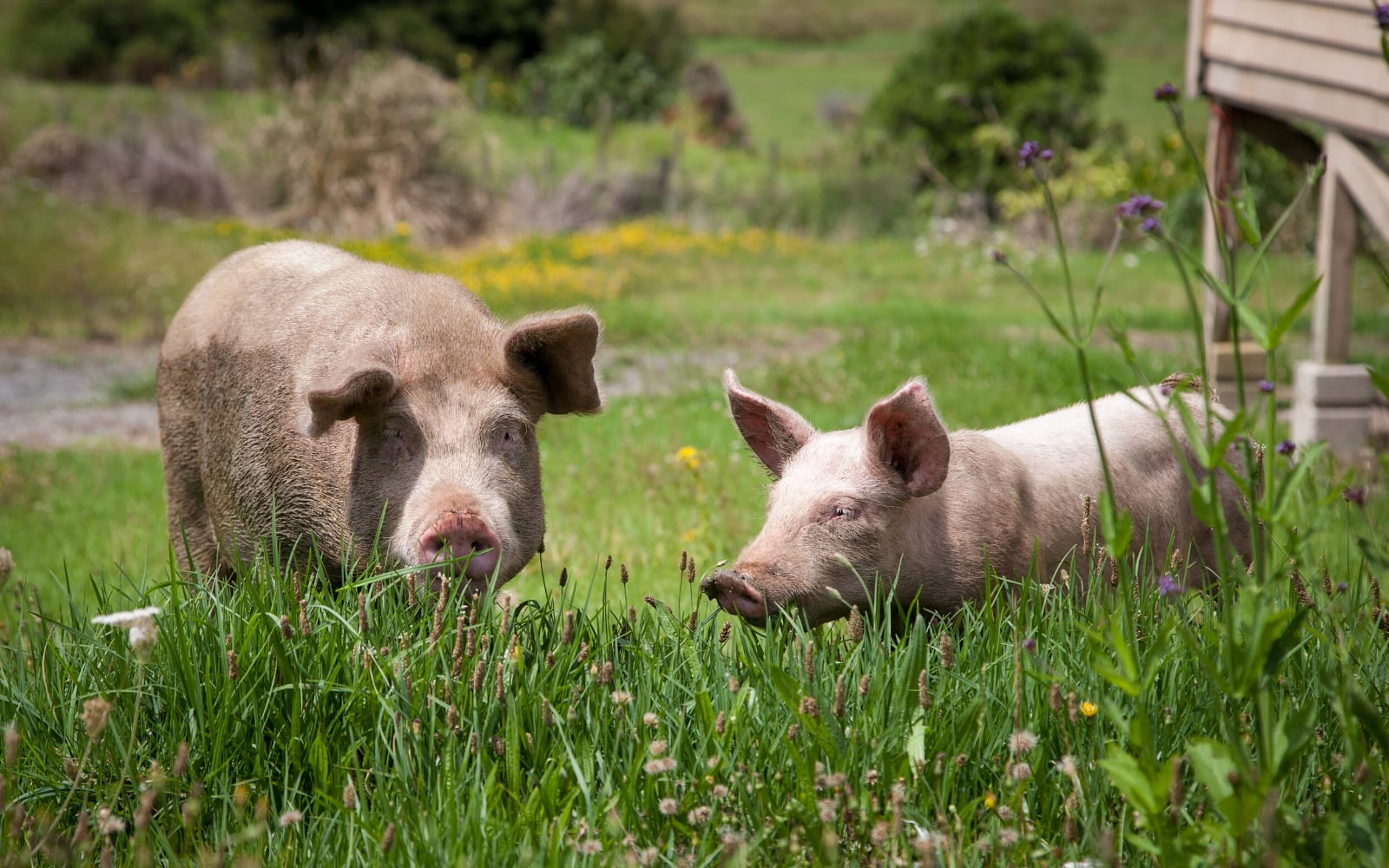 Pigs shown on a farm, symbolizing one of the German sayings and their origins.
